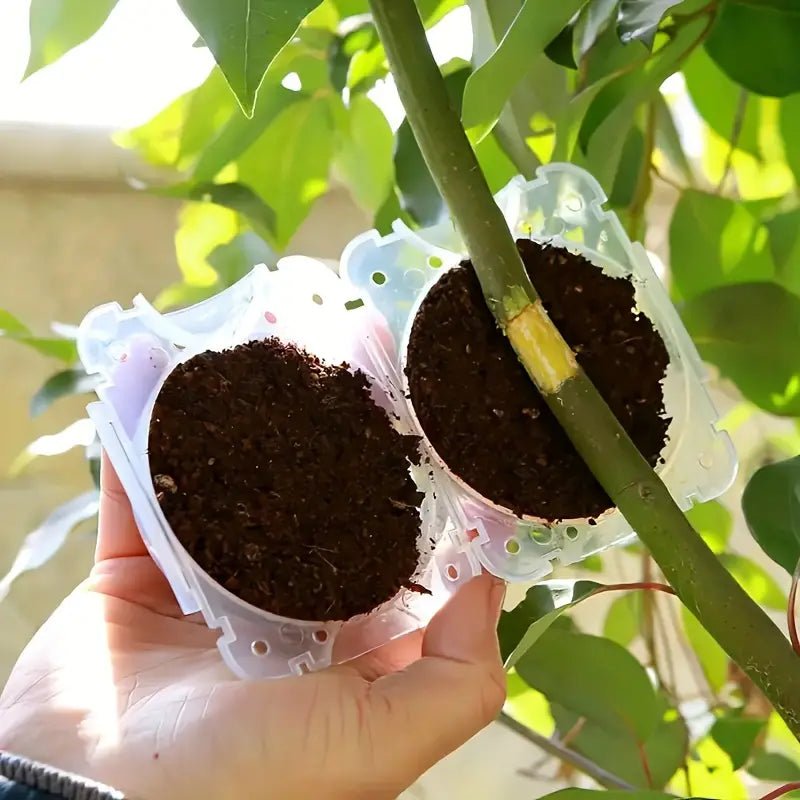 Boîte de bouturage plantes 5cm