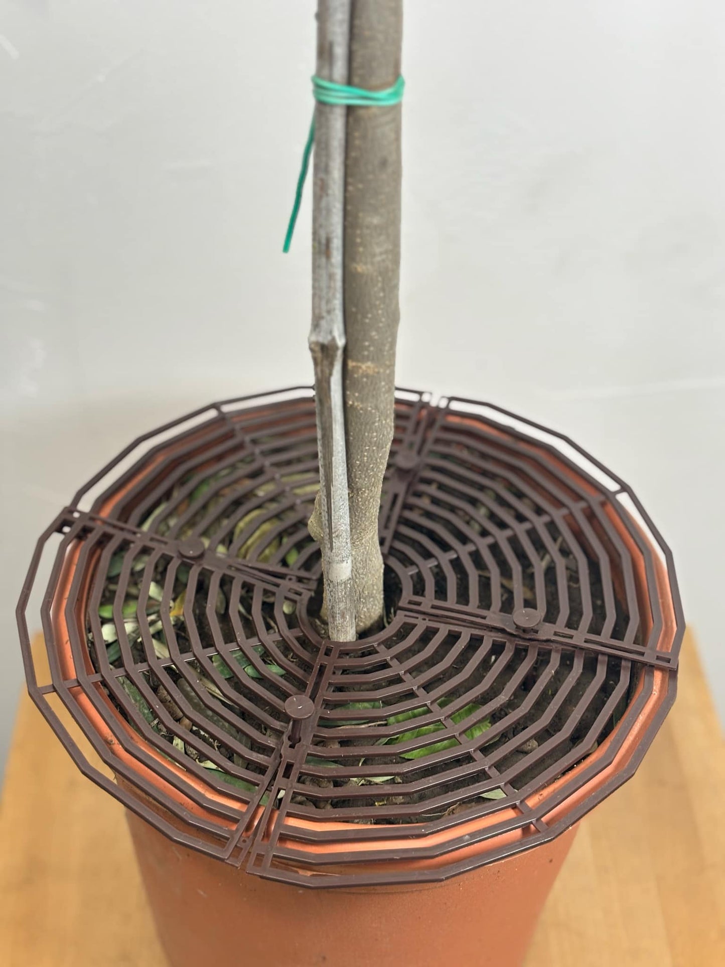 Grille de protection pour plantes – anti - grattage pour animaux - Jungle Feed