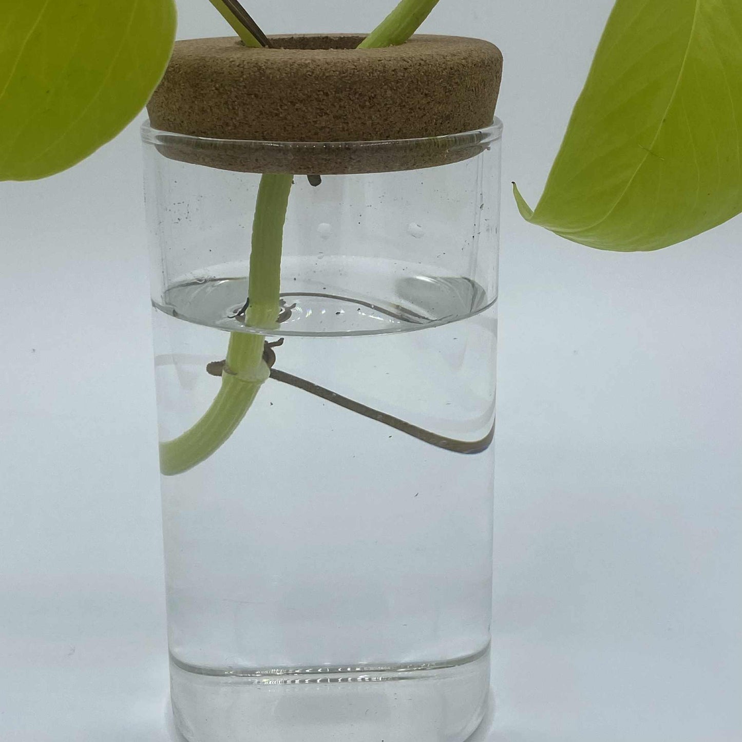 Gros plan sur une tige de bouture verte dans un vase en verre avec de l'eau, maintenue par un bouchon de liège.