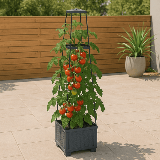 Support de Plantes en Treillis + Plant de Tomates - Idéal Terrasse & Balcon - Jungle Feed