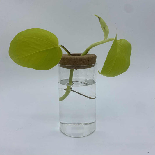 Vase de bouturage en verre avec bouchon en liège - Jungle Feed