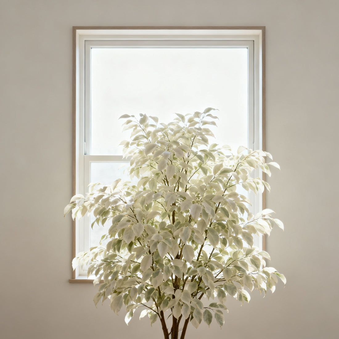 Plante avec signes de manque de lumière, illustration épurée