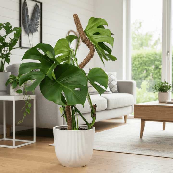 Comment tuteurer un Monstera : guide complet avec tuteur en fibre de coco