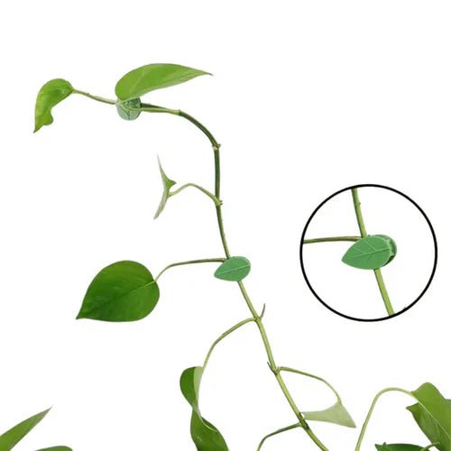 Clips muraux : fixez vos objets en toute simplicité - Jungle Feed