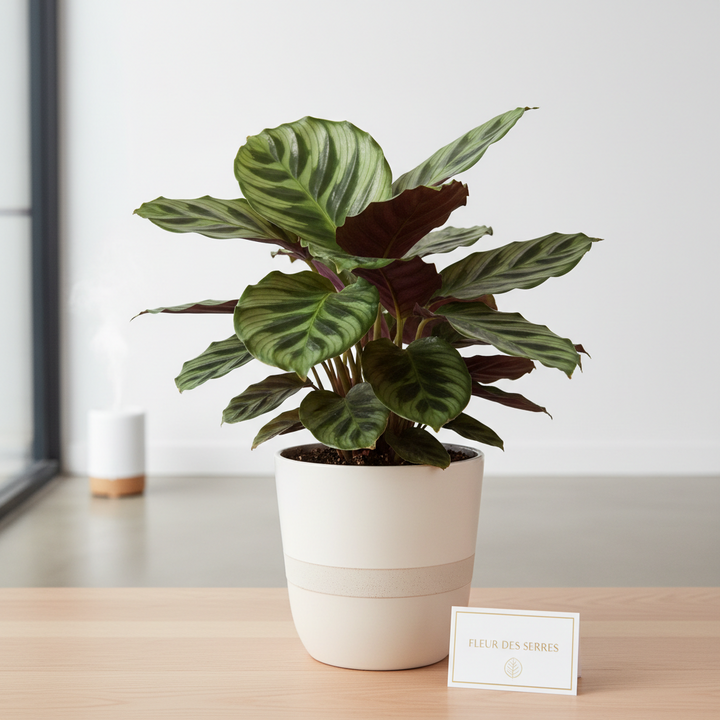 Comment entretenir un Calathea ? Le guide complet