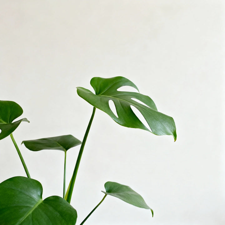 Comment lutter naturellement contre les thrips ? - Jungle Feed