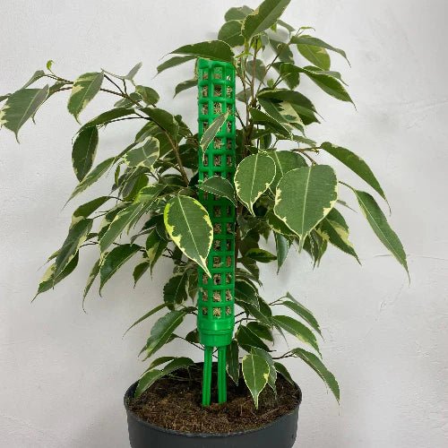 Kit de tuteur empilable : soutien idéal pour vos plantes - Jungle Feed