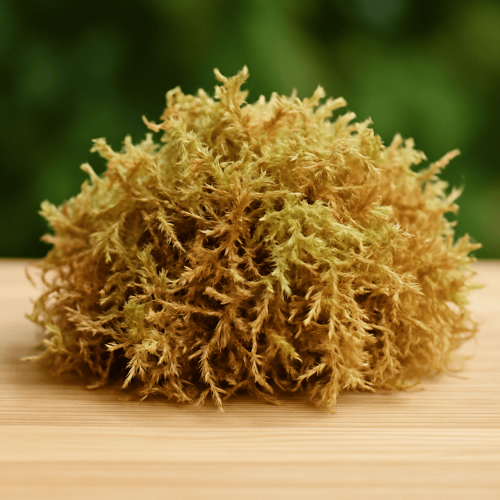 La Sphaigne : Le Secret Naturel Pour Prendre Soin de Vos Plantes - Jungle Feed