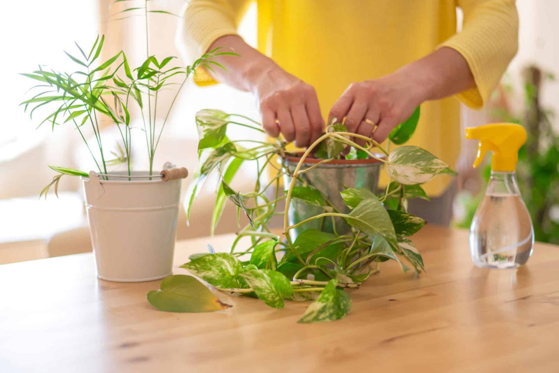 Maladies hivernales des plantes : prévention et soins - Jungle Feed