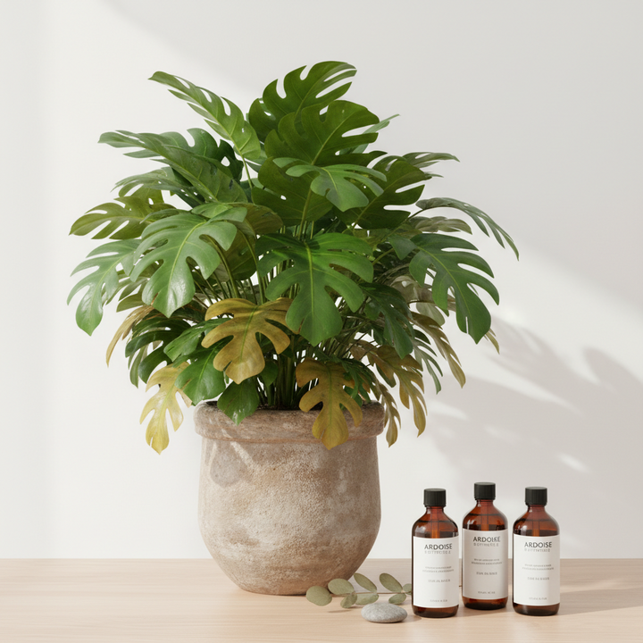 Pourquoi les feuilles de mes plantes jaunissent ? Causes et solutions naturelles