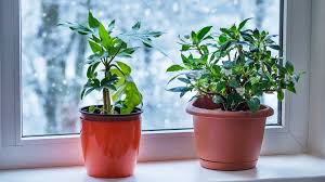 Protégez vos plantes du froid avec ces conseils d'hiver - Jungle Feed