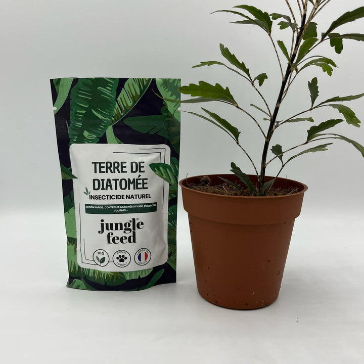 Protégez vos plantes naturellement avec la terre de diatomée - Jungle Feed