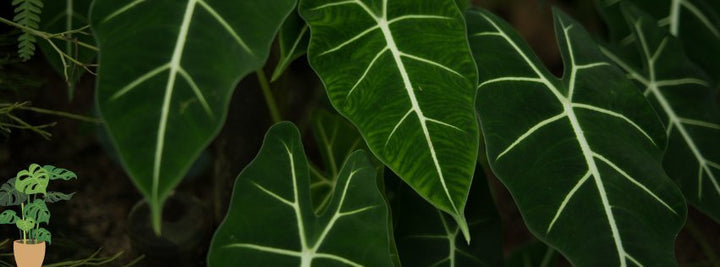 Purifiez l'air de votre maison avec des plantes vertes dépolluantes - Jungle Feed