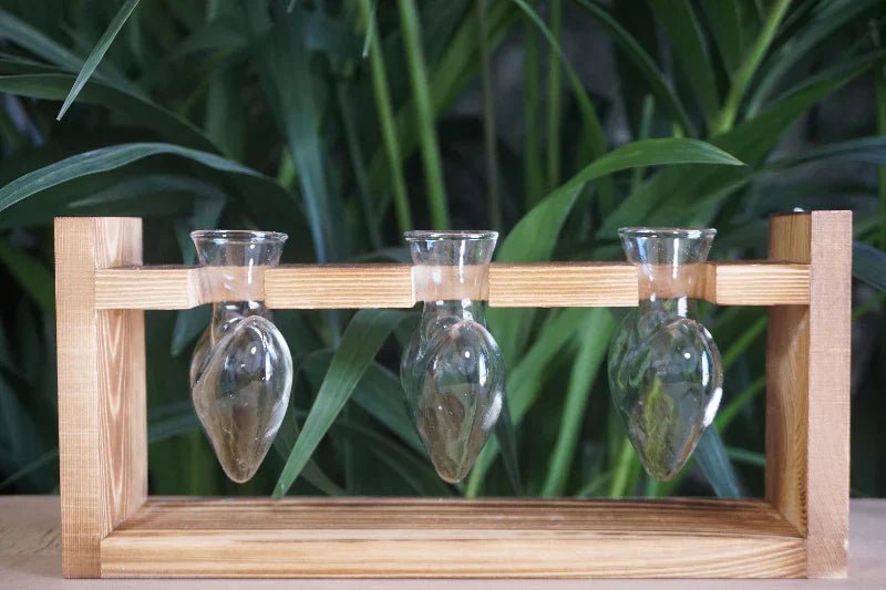 Terrarium de plantes aériennes : élégance et nature réunies - Jungle Feed
