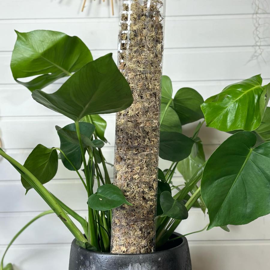 Tuteur à mousse vs tuteur bambou / plastique : quel support pour vos plantes grimpantes ?
