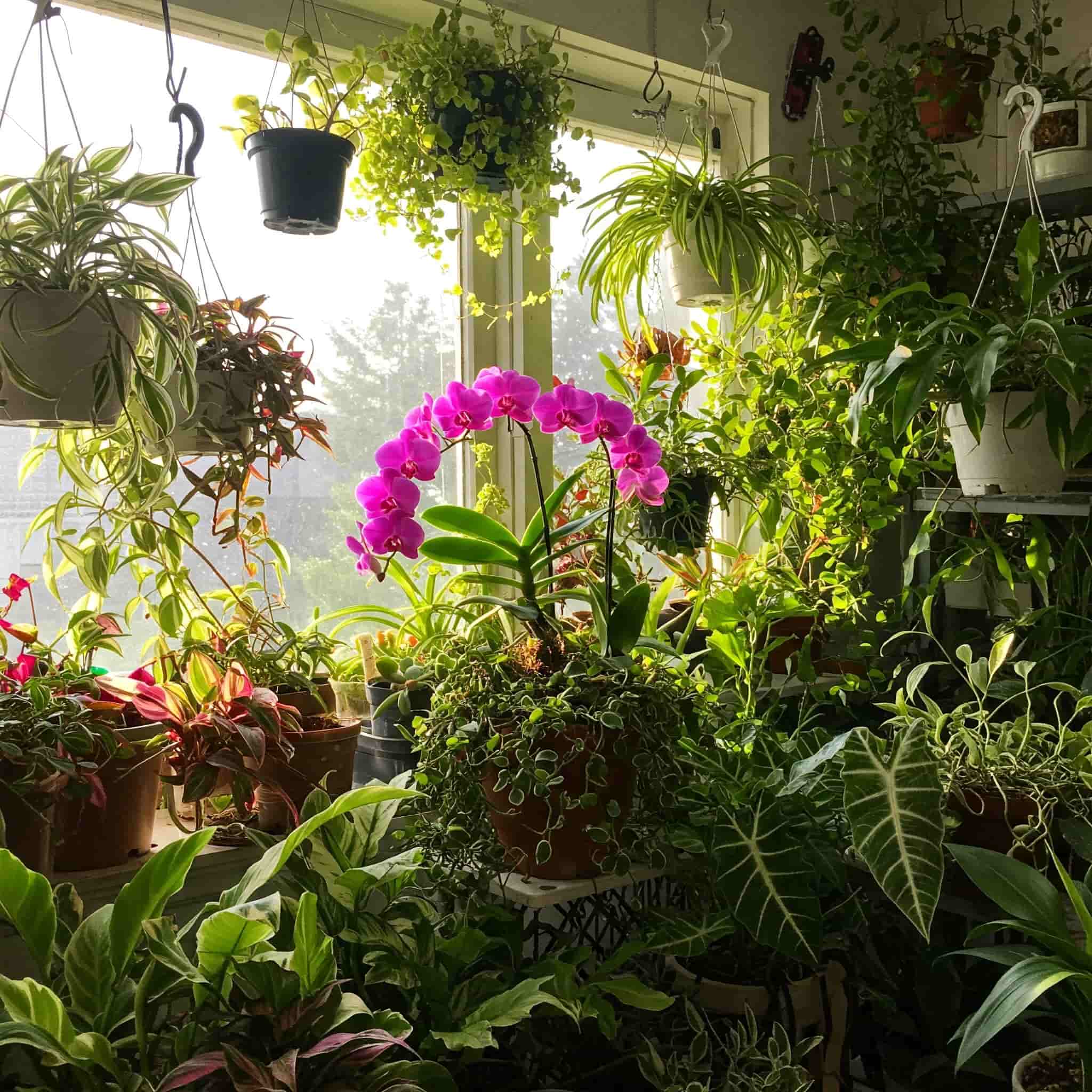 Soins des plantes - Jungle Feed