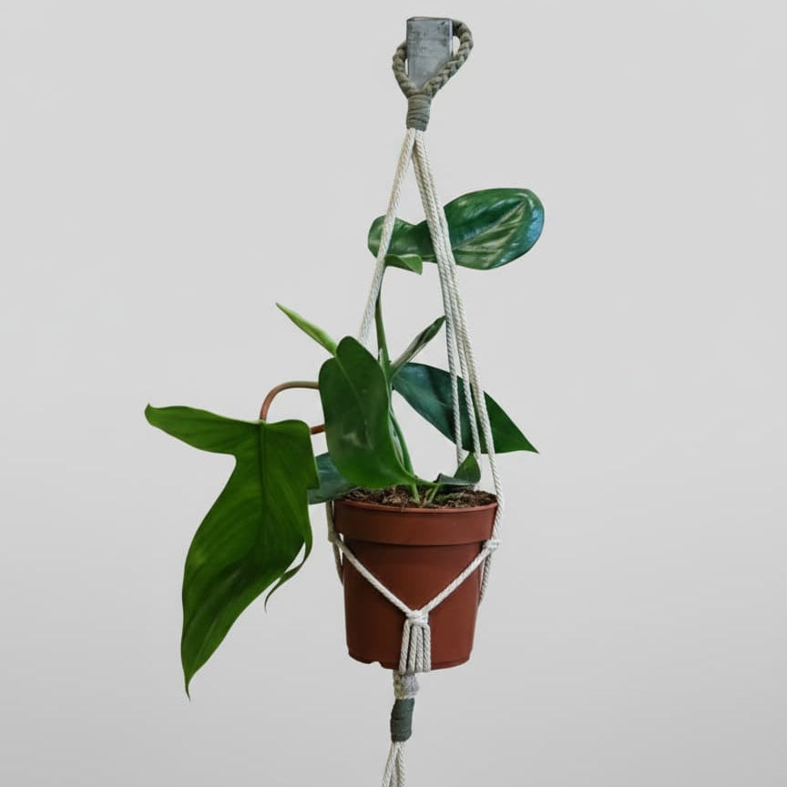 Macramé pour Plante Suspendue