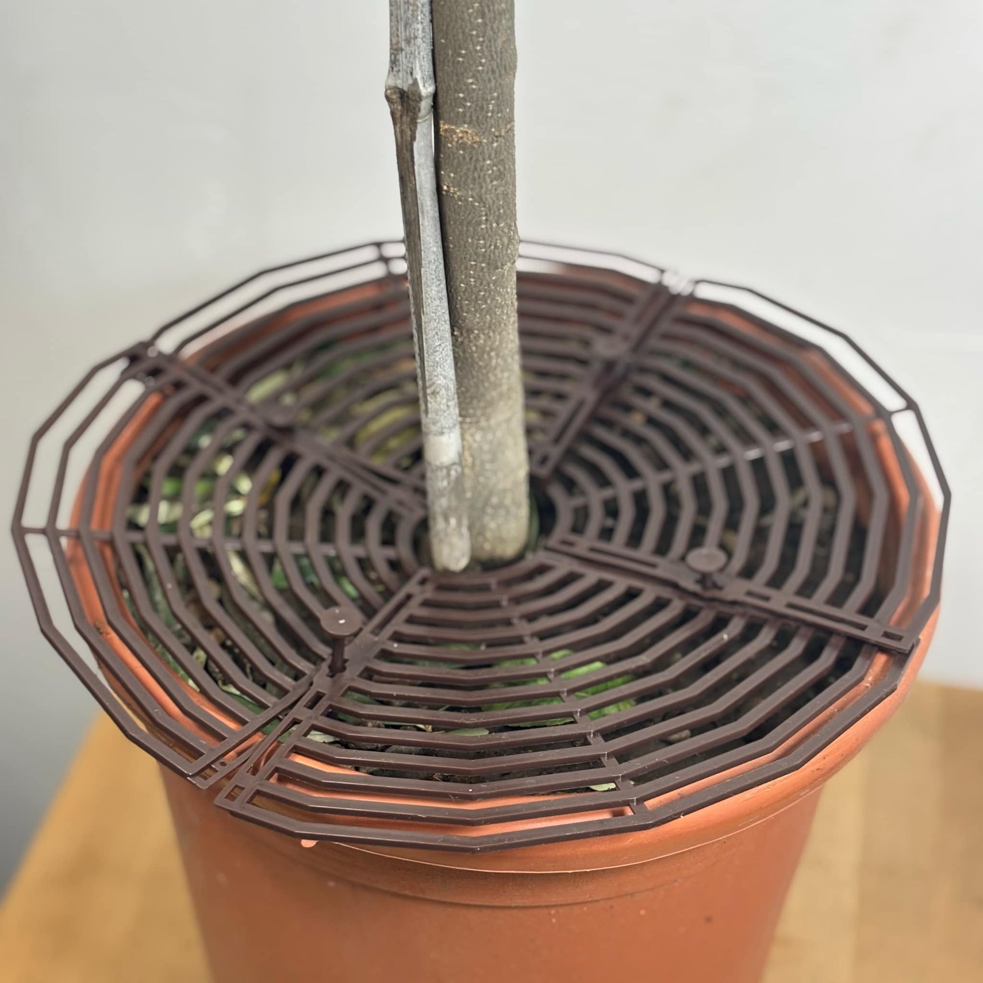 grille de protection pour que les animaux ne viennent pas gratter dans les plantes