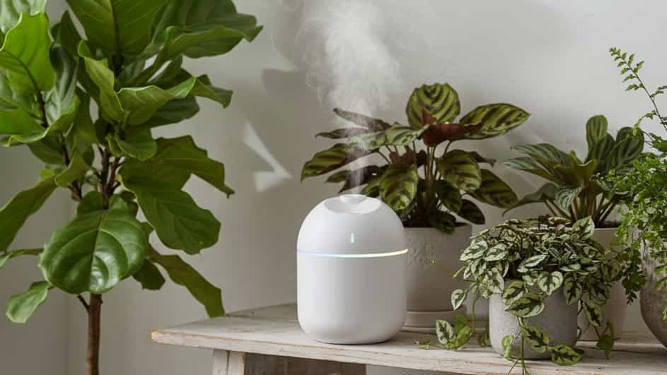 Petit humidificateur blanc diffusant une brume fine au milieu de plantes d'intérieur (Calathea, Fiddle Leaf Fig) pour maintenir l'humidité ambiante.