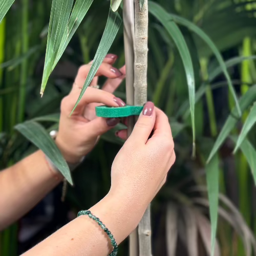 Ruban accroche plante 2m