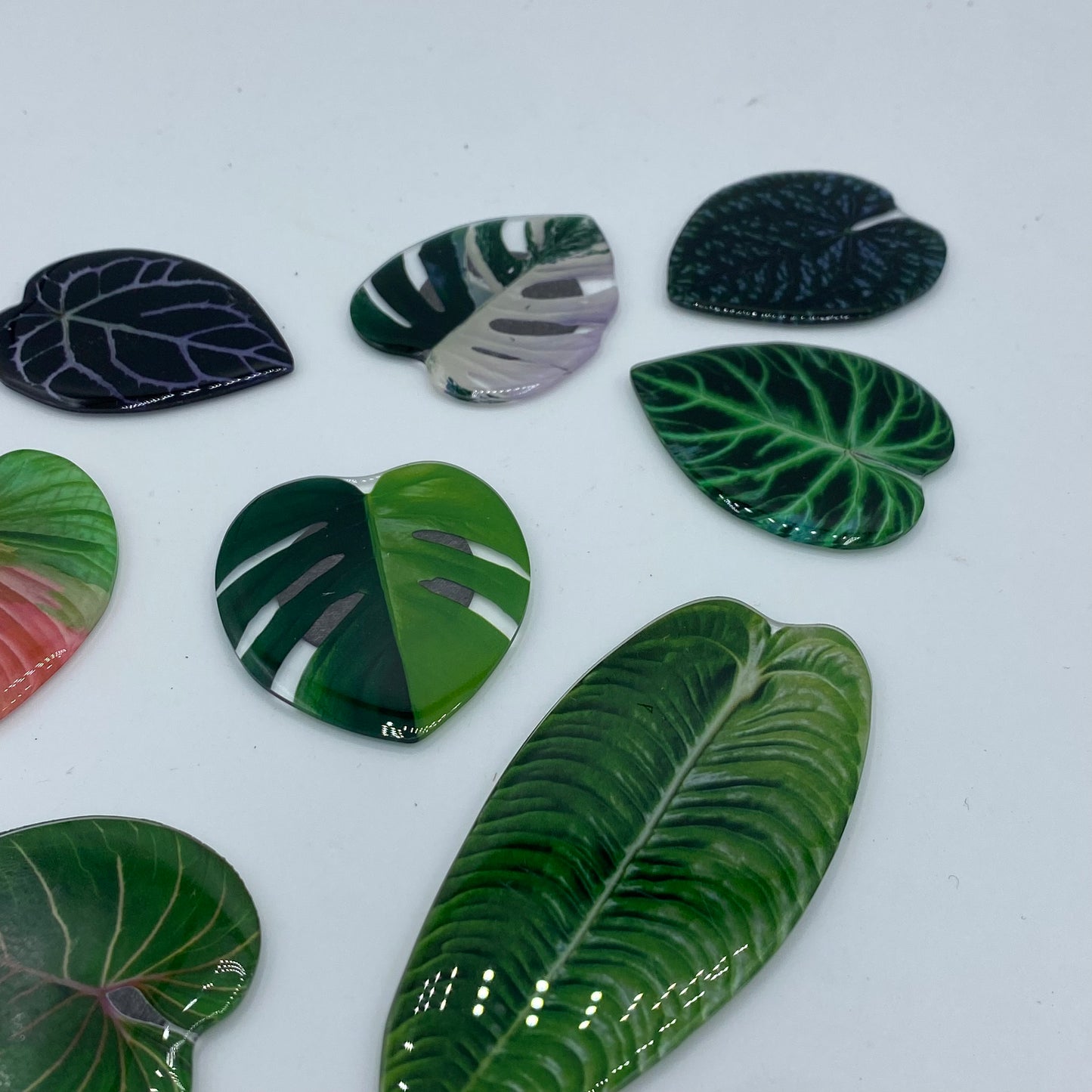 Imanes de hojas tropicales