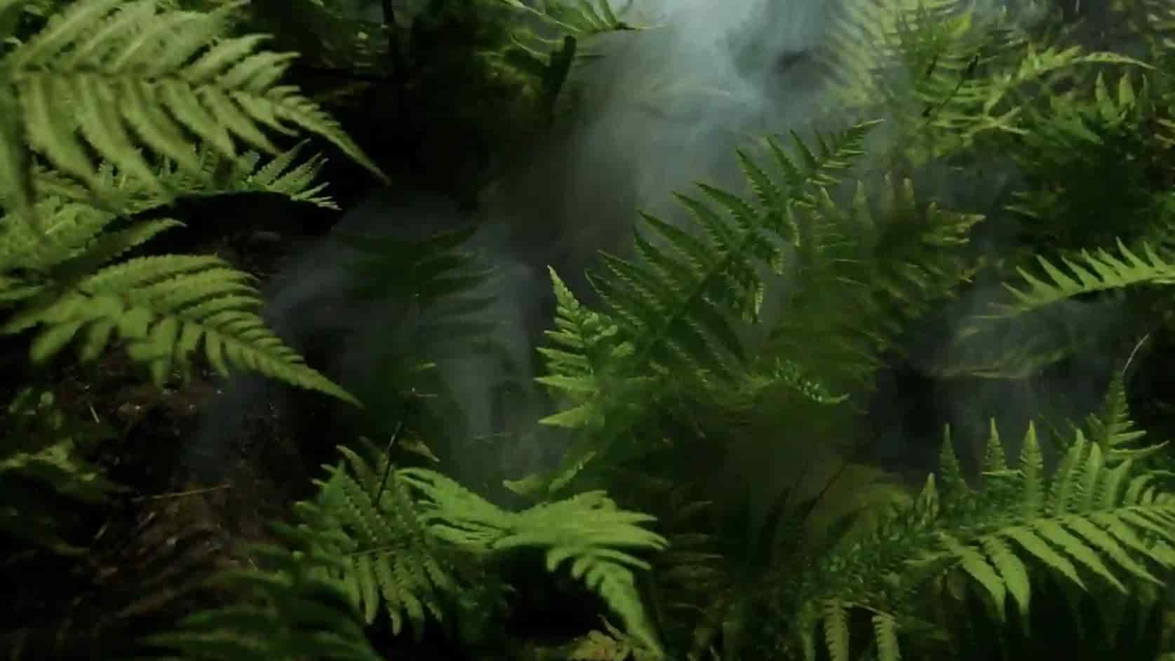 Gros plan sur des frondes de fougères d'un vert éclatant entourées d'une brume légère ou de fumée blanche dans un sous-bois sombre.