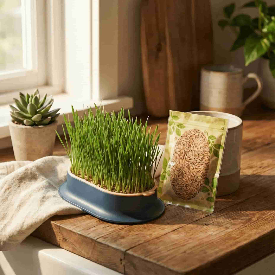 Kit Complet pour Votre Félin - Bundle Herbe à Chat