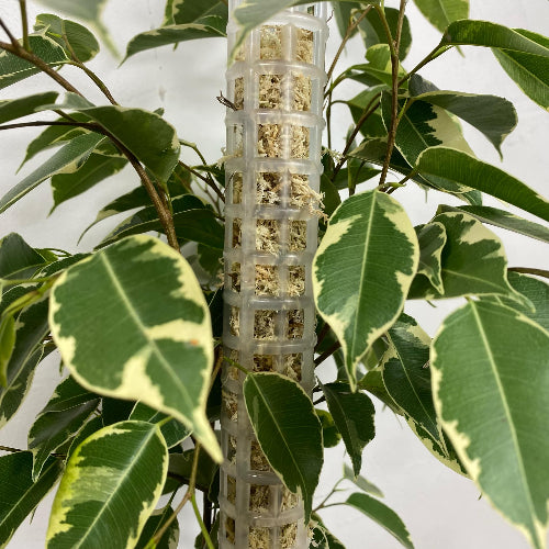 Gros plan d'un tuteur empilable translucide rempli de fibre de coco et de sphaigne, entouré par le feuillage panaché vert et blanc d'une plante grimpante d'intérieur.