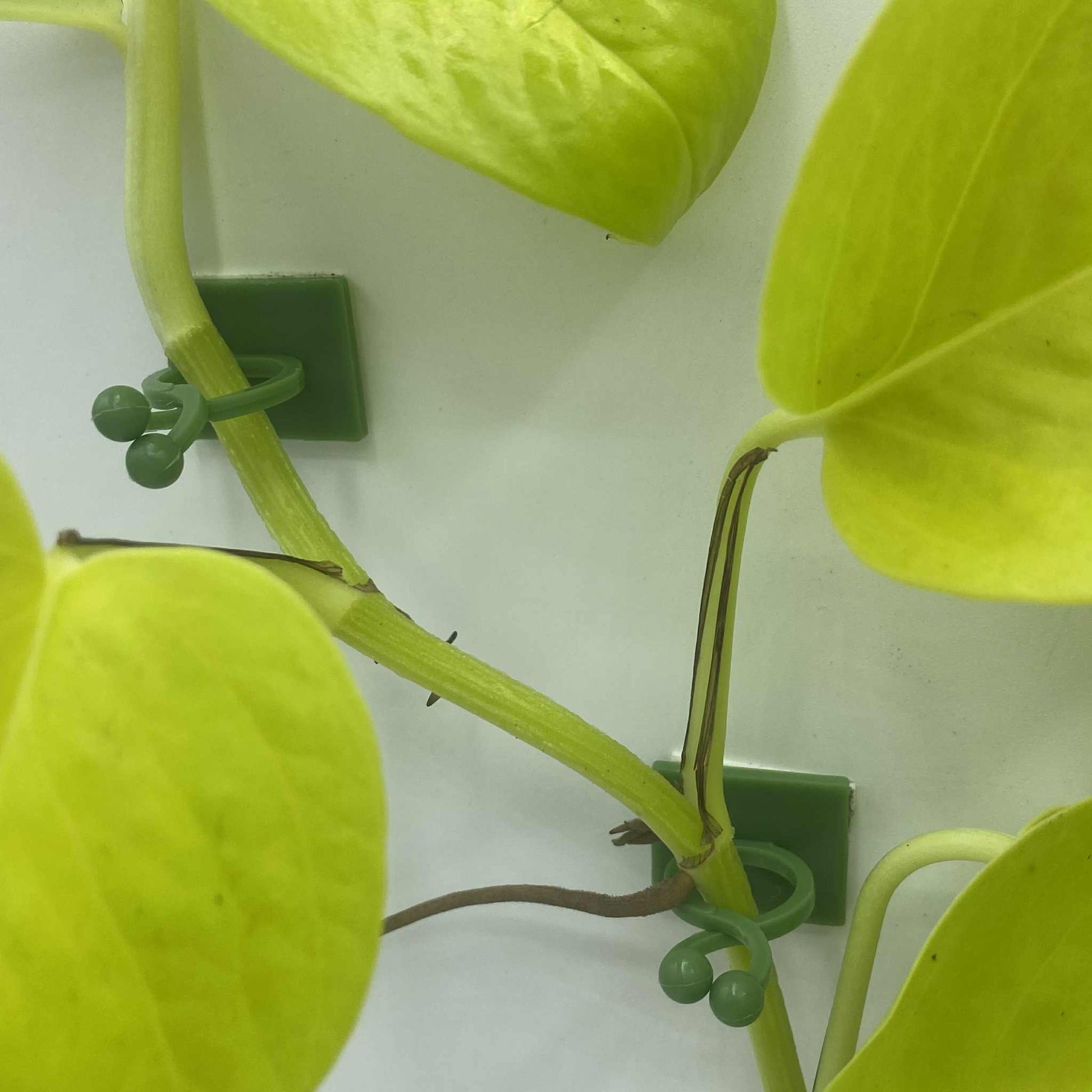 Accroches plantes adhésives - Lot de 10 - Jungle Feed