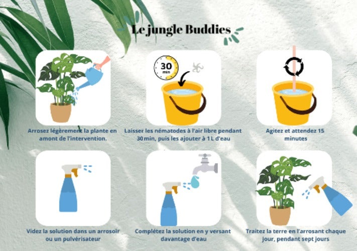 Nématodes anti-thrips & cochenilles 1 à 3 plantes
