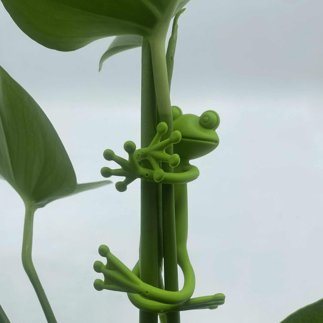 Attache plantes et tuteurs grenouille - Jungle Feed