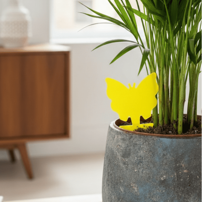 Attrape - insectes adhésifs - Jungle Feed