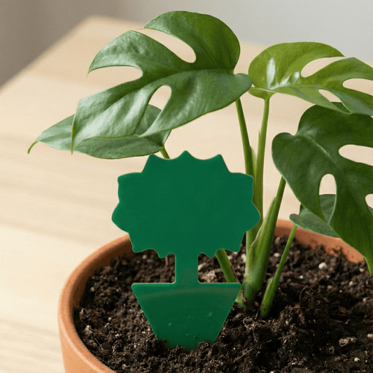 Attrape - thrips pour plantes d'intérieur - Jungle Feed