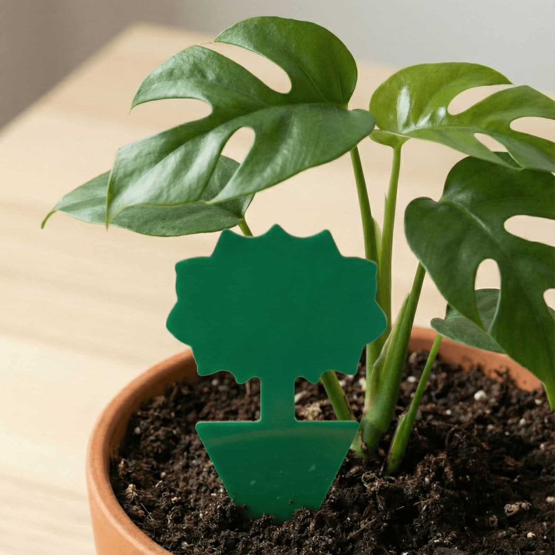 Attrape - thrips pour plantes d'intérieur - Jungle Feed