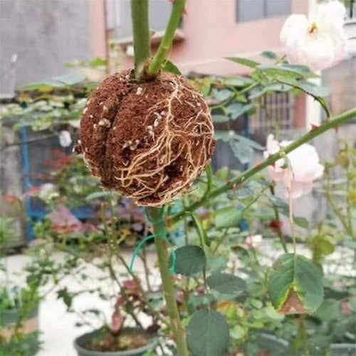 Boîte de bouturage pour plantes – propagation facile