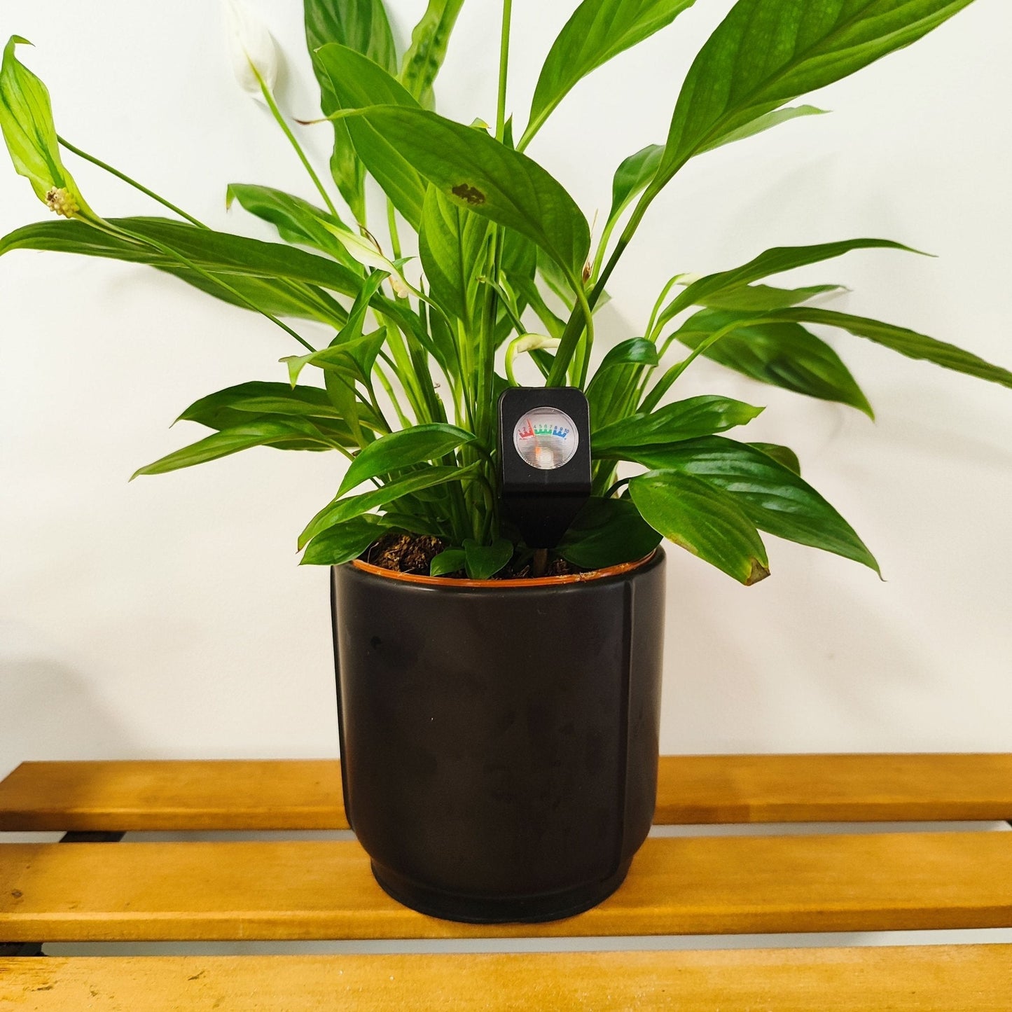 Capteur d'humidité - Hydromètre - pot max ⌀20cm - Jungle Feed