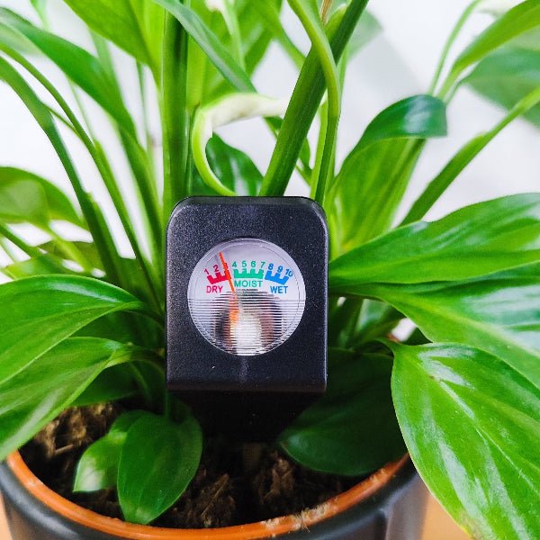 Capteur d'humidité - Hydromètre - pot max ⌀20cm - Jungle Feed