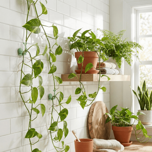 Clips Muraux "Escargot" pour Plantes Grimpantes & Câbles (Lot de 10) - Jungle Feed