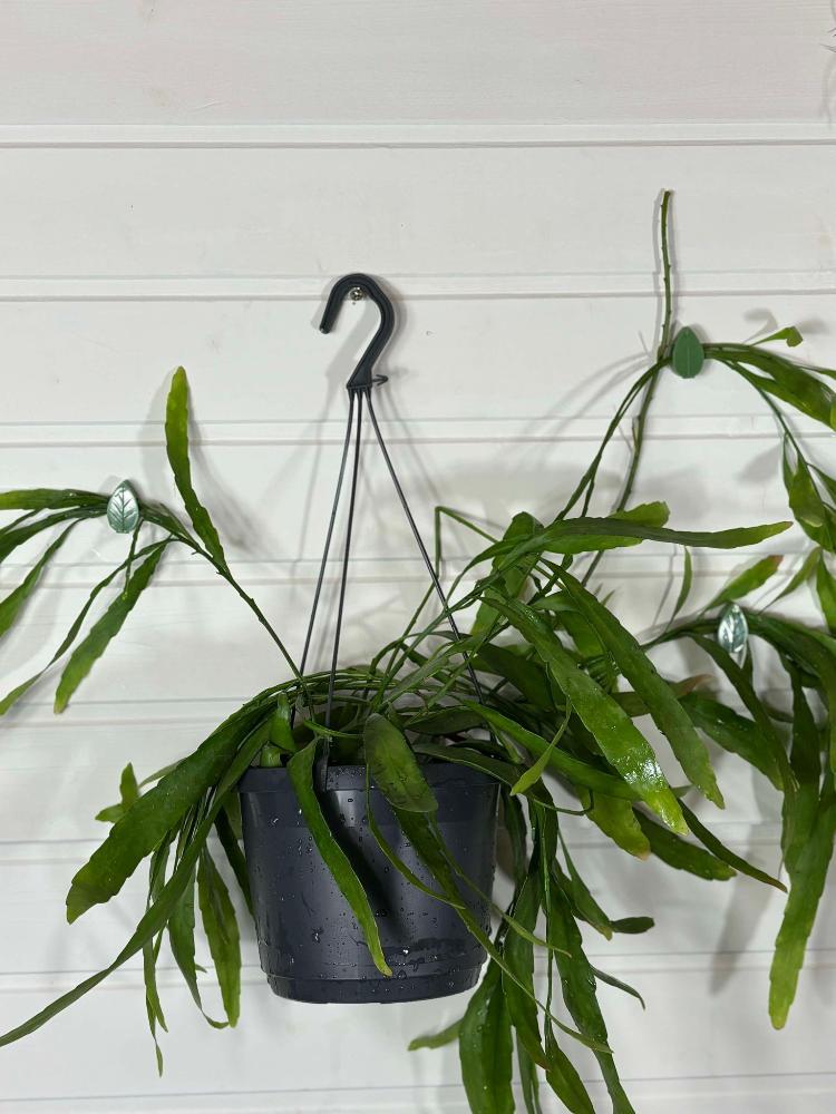 Clips Muraux pour Plantes Grimpantes - Jungle Feed