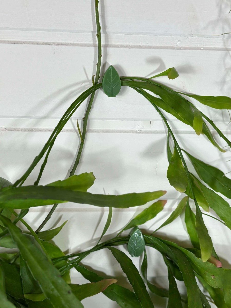 Clips Muraux pour Plantes Grimpantes - Jungle Feed