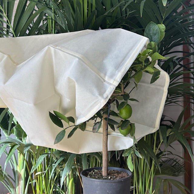 Couverture de protection contre le gel pour plantes - Voile d'hivernage - Jungle Feed