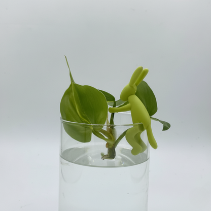 Figurine souple en forme de lapin vert clair agrippée au bord d'un verre, qui contient une bouture de plante verte en train de s'enraciner