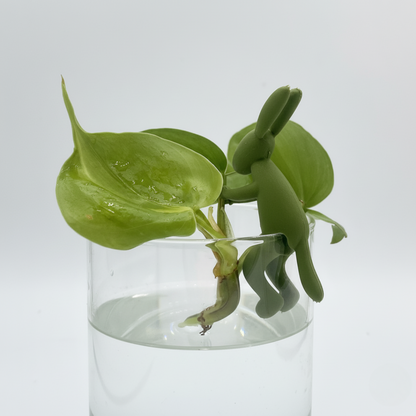 Petite figurine en forme de lapin vert s'agrippant au bord d'un verre d'eau, qui contient une bouture de plante verte enracinée.