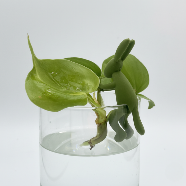 Petite figurine en forme de lapin vert s'agrippant au bord d'un verre d'eau, qui contient une bouture de plante verte enracinée.