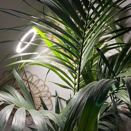 Lampe LED croissance 155cm trois têtes orientables - Jungle Feed
