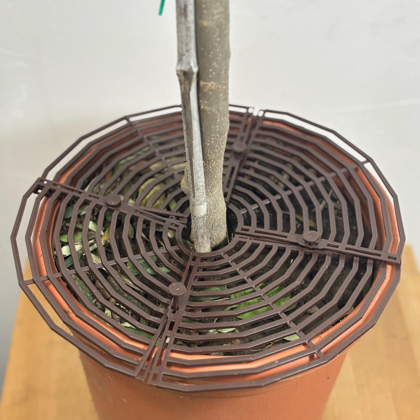 Grille de protection pour plantes – anti - grattage pour animaux - Jungle Feed