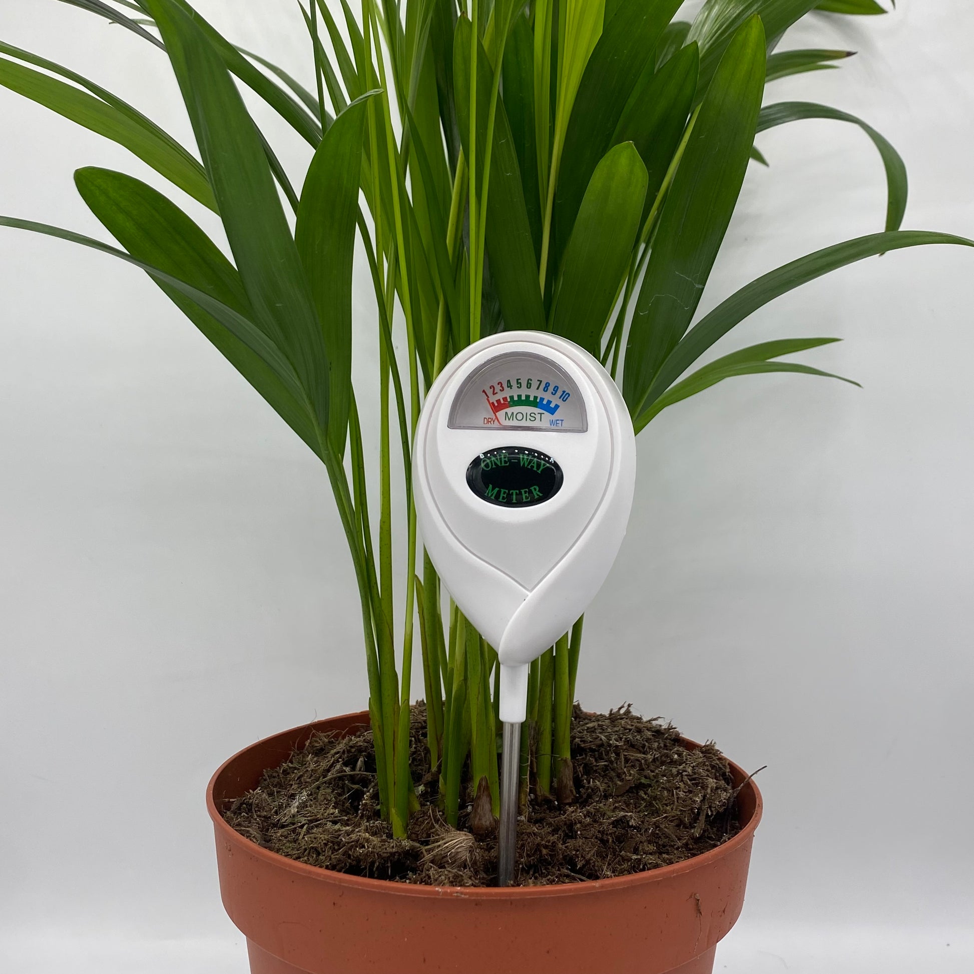 Gros plan sur l'écran du testeur d'humidité One-Way Meter blanc, inséré dans le sol d'une plante d'intérieur. L'indicateur montre l'échelle de sec (DRY) à humide (WET).