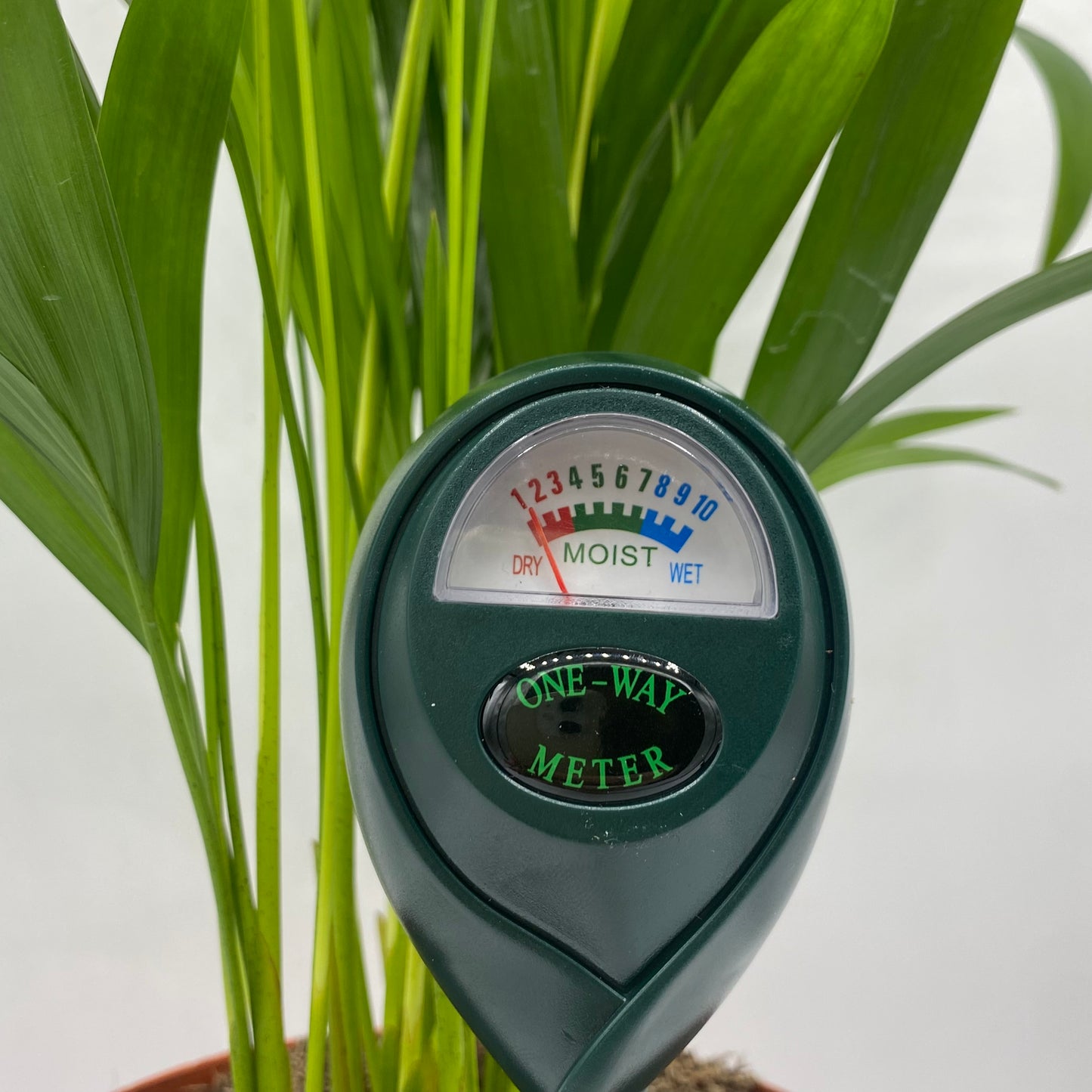 Zoom sur le cadran d'un testeur d'humidité de sol noir planté près de la base d'une plante. L'aiguille affiche le niveau d'humidité du terreau sur l'échelle colorée.