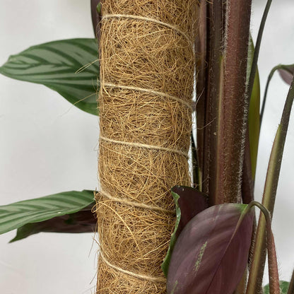  Gros plan sur la texture d'un tuteur de plante en fibre de coco, maintenu par de la ficelle, avec des feuilles vertes et pourpres d'une plante d'intérieur en arrière-plan.
