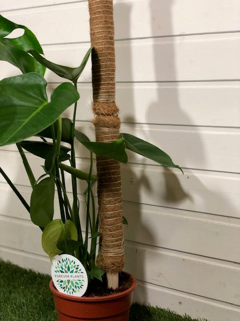 Tuteur en fibre de coco empilable